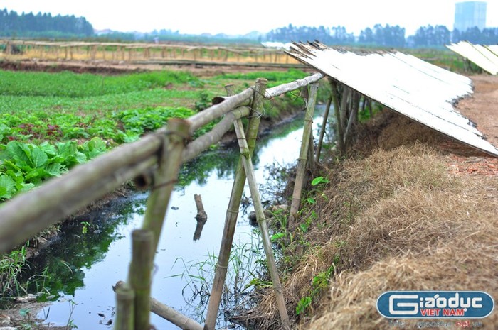 Khách hàng đầu tiên và chủ yếu chính là những vị thượng đế ở các khu chợ trong nội và ngoại thành Hà Nội.